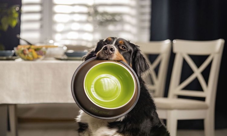 Casestudy: Yoggies + Taste - spolupráce, která kliká a štěká